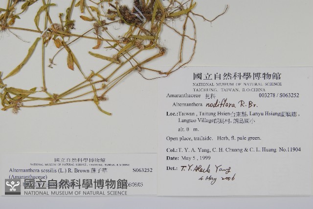 蓮子草藏品圖，第2張