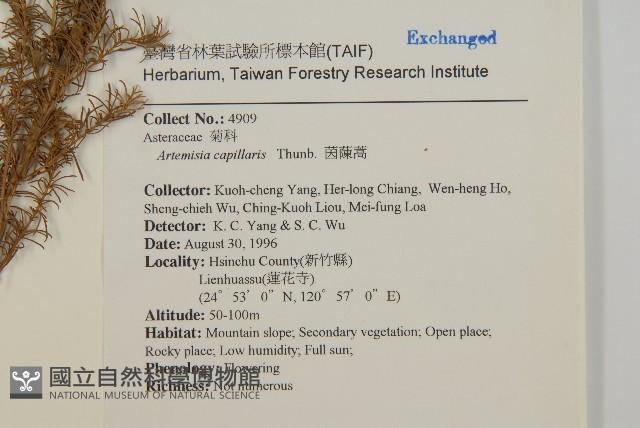 茵蔯蒿藏品圖，第2張