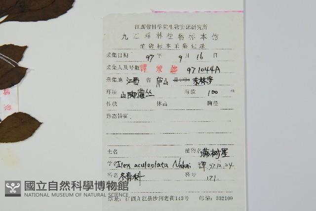 鼠李冬青、滿樹星藏品圖，第2張