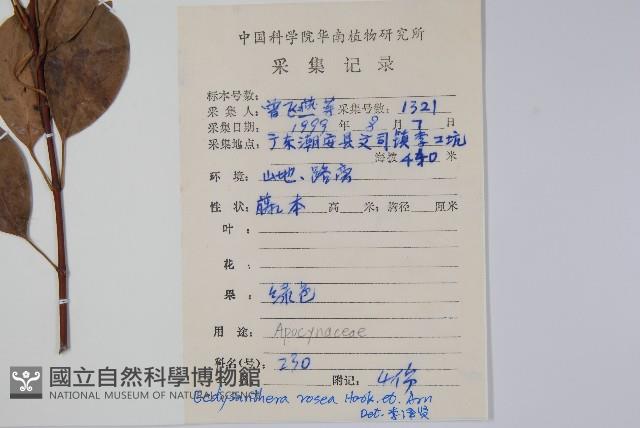 酸藤藏品圖，第2張