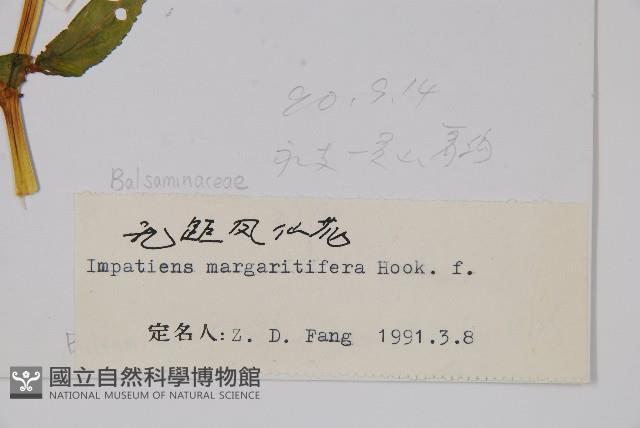 無距鳳仙花藏品圖，第2張