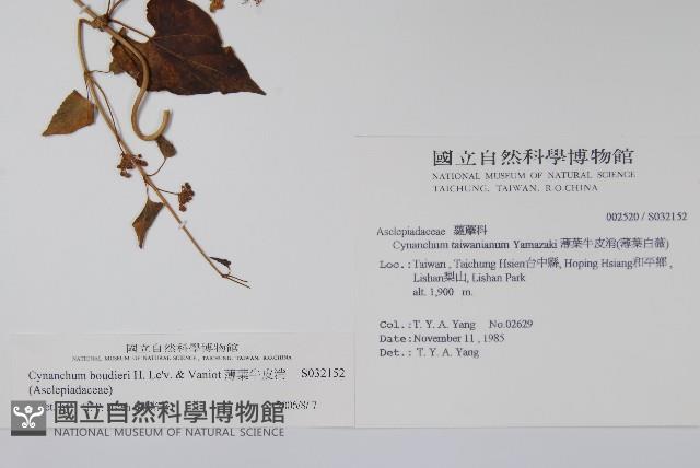 薄葉牛皮消藏品圖，第2張