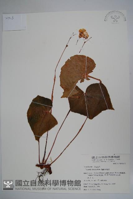 蘭嶼秋海棠藏品圖，第1張