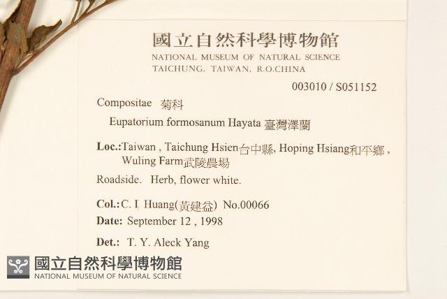 臺灣澤蘭藏品圖，第2張