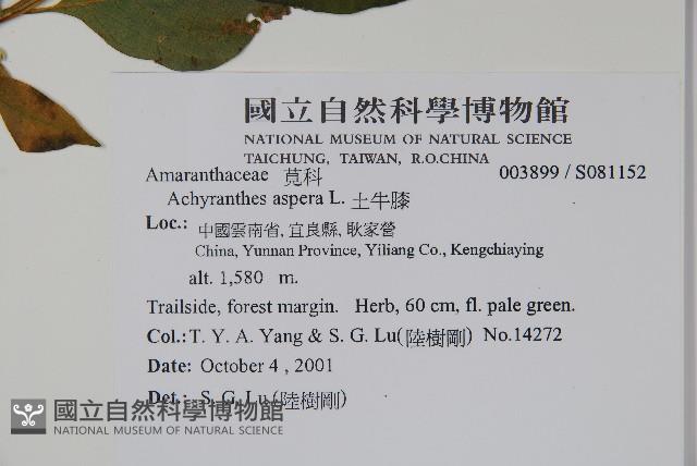 土牛膝藏品圖，第2張