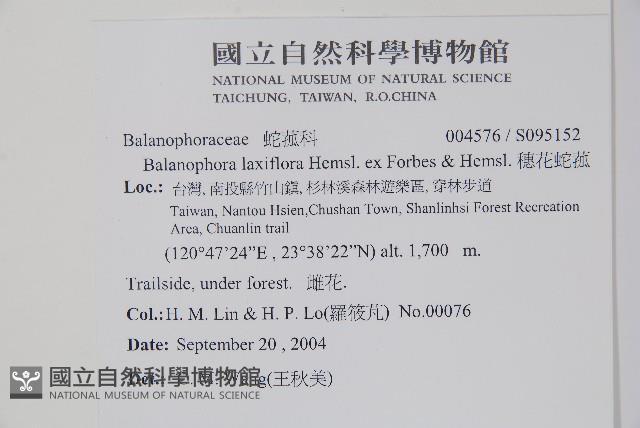 穗花蛇菰藏品圖，第2張