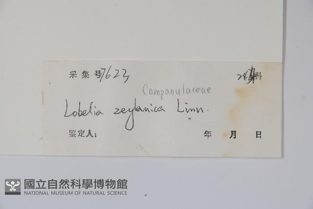 圓葉山梗菜藏品圖，第2張