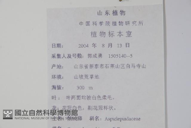 鵝絨藤藏品圖，第2張