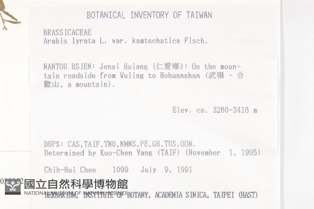 玉山筷子芥藏品圖，第2張