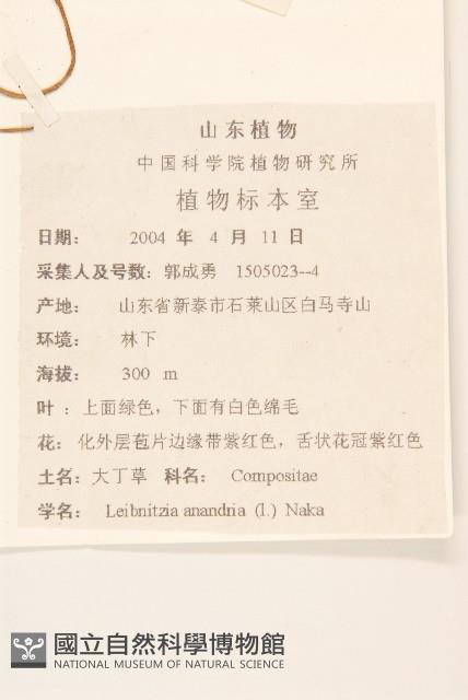 大丁草藏品圖，第2張
