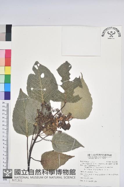 紅肉橙蘭、華血桐藏品圖，第1張