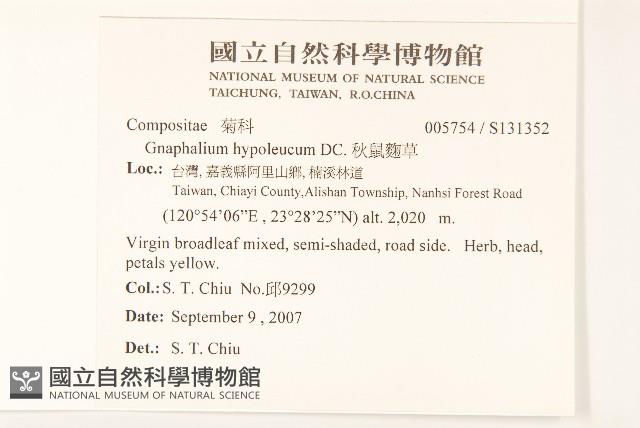 秋鼠麴草藏品圖，第2張