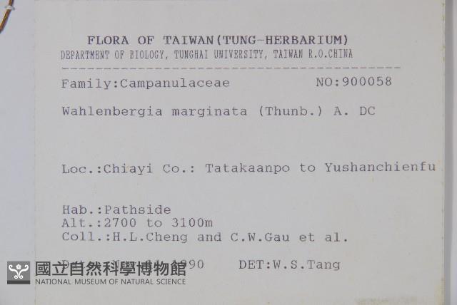 細葉蘭花參藏品圖，第2張