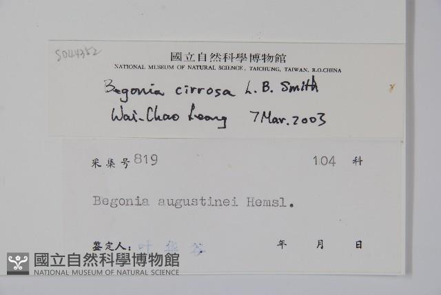 卷毛秋海棠藏品圖，第2張