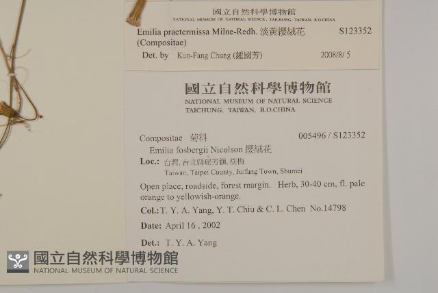 粉黃纓絨花藏品圖，第2張