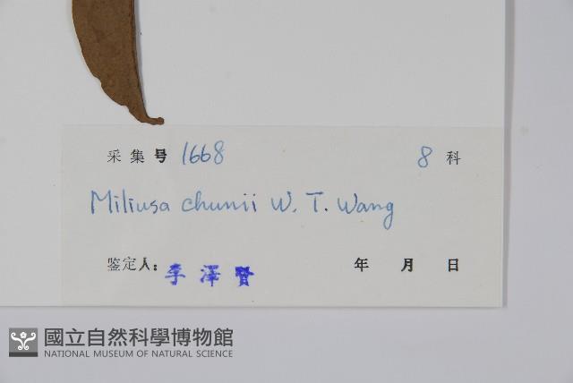 野獨活藏品圖，第2張