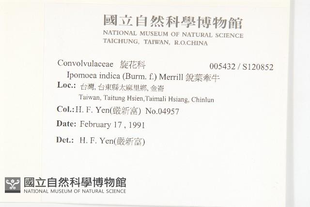 銳葉牽牛藏品圖，第2張