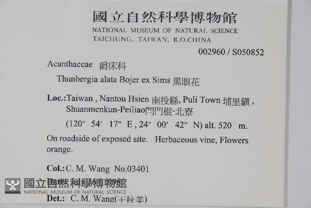 黑眼花藏品圖，第2張