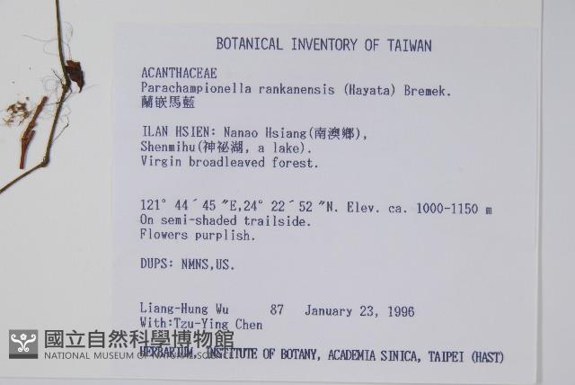 蘭嵌馬藍藏品圖，第2張