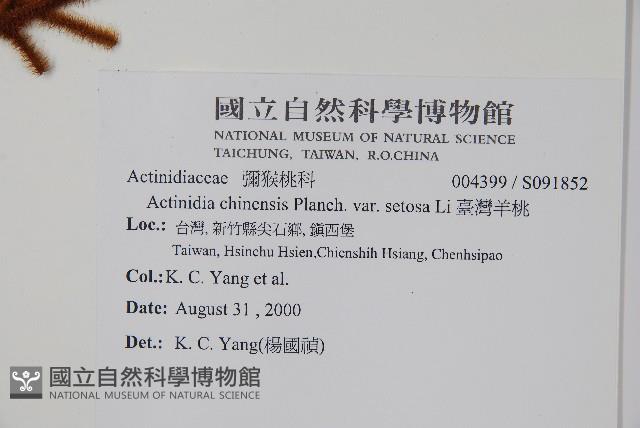 臺灣羊桃藏品圖，第2張