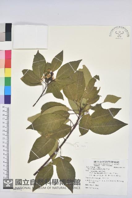 白臼藏品圖，第1張