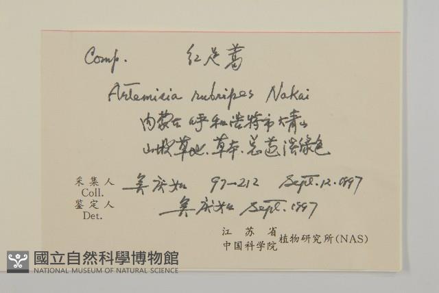 紅足蒿藏品圖，第2張