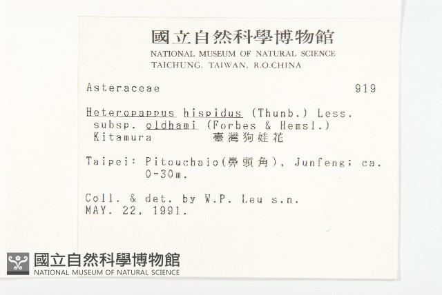 臺灣狗娃花藏品圖，第2張