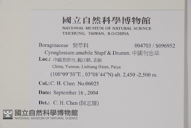 中國勿忘草藏品圖，第2張