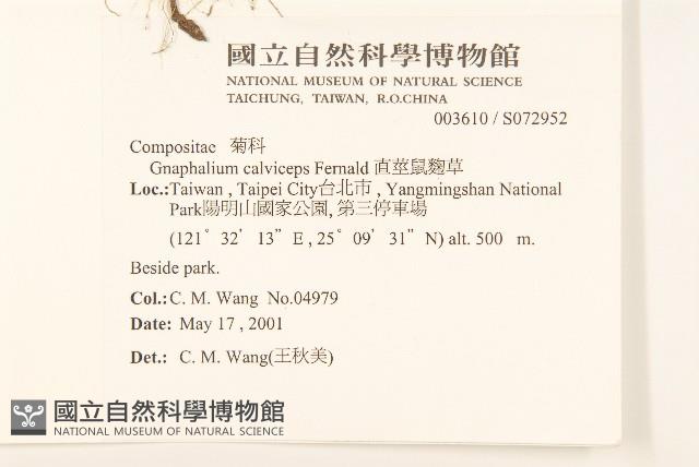 直莖鼠麴草藏品圖，第2張