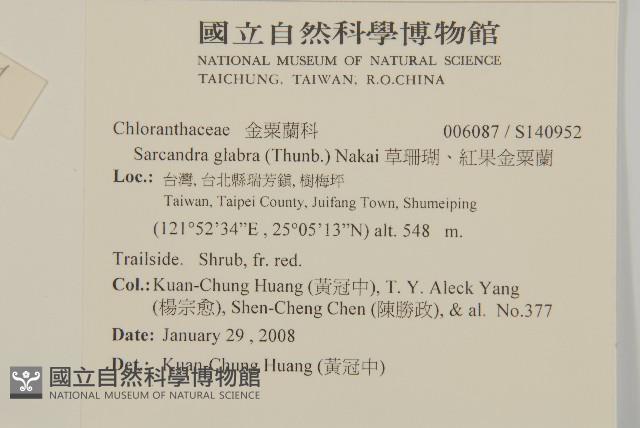 草珊瑚、紅果金粟蘭藏品圖，第2張