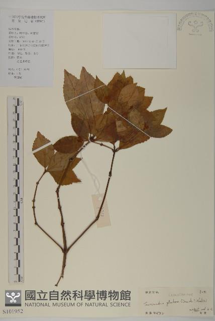 草珊瑚、紅果金粟蘭藏品圖，第1張