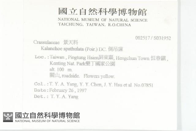 倒吊蓮、匙葉燈籠草藏品圖，第2張