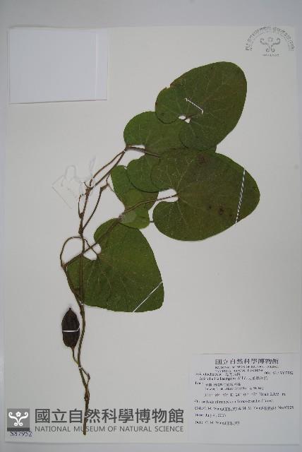 大葉馬兜鈴藏品圖，第1張