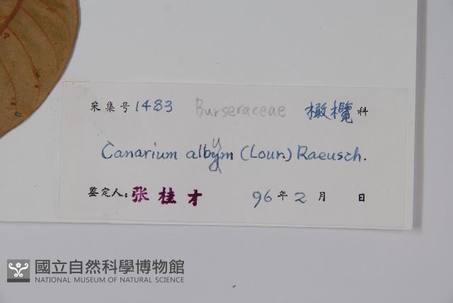 橄欖藏品圖，第2張