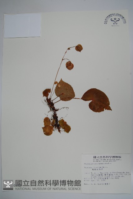 蘭嶼秋海棠藏品圖，第1張