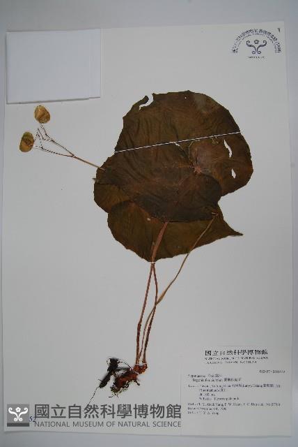 蘭嶼秋海棠藏品圖，第1張