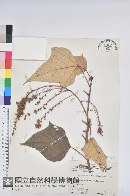 白匏子藏品圖，第1張