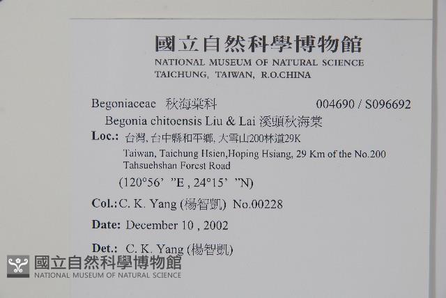 溪頭秋海棠藏品圖，第2張