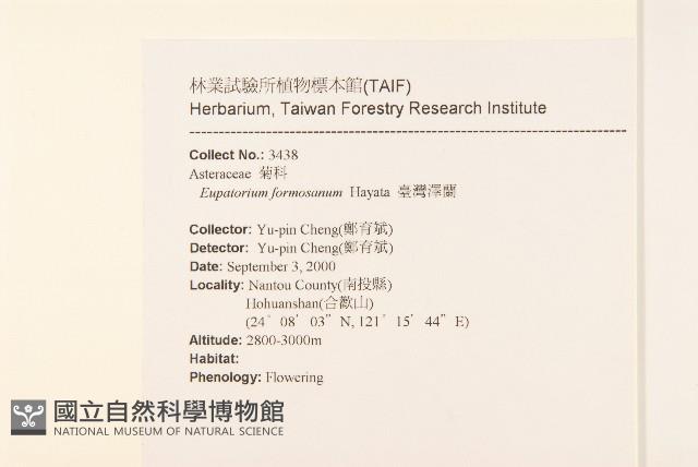 臺灣澤蘭藏品圖，第2張