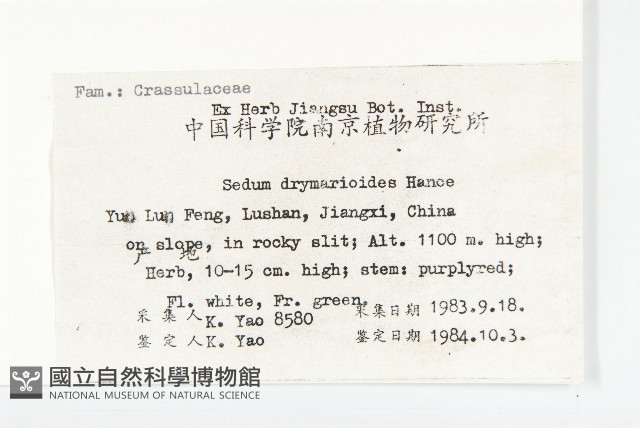 大葉火焰草藏品圖，第2張