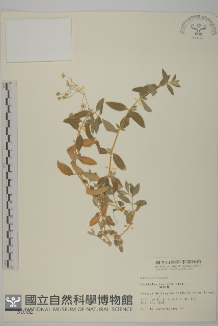 狗筋蔓藏品圖，第1張