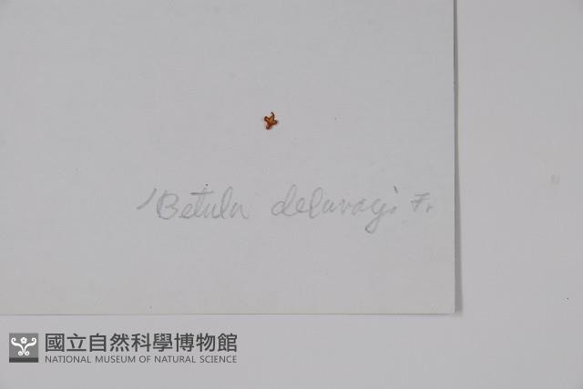 高山樺藏品圖，第2張