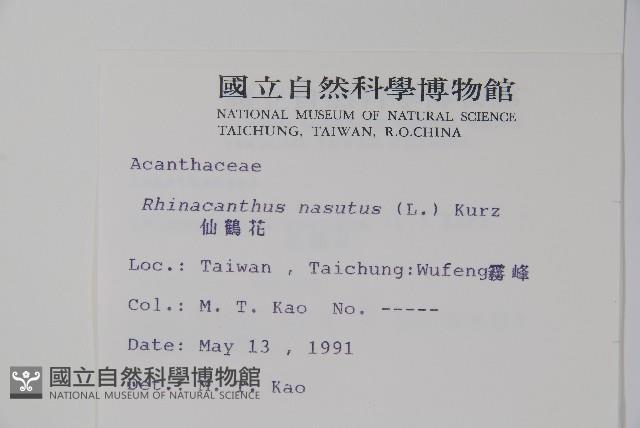 仙鶴草、白鶴靈芝藏品圖，第2張