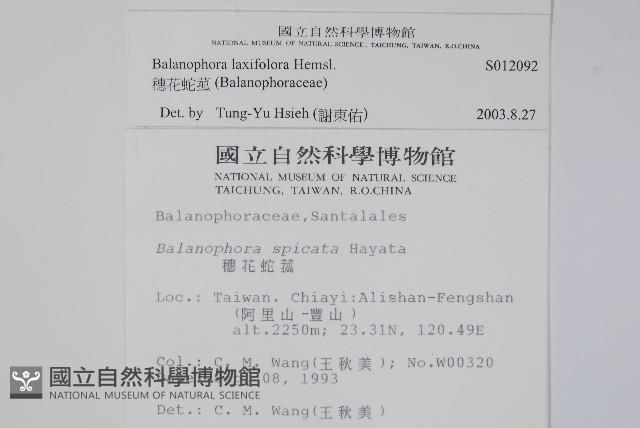 穗花蛇菰藏品圖，第2張