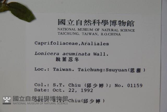 阿里山忍冬、漸尖葉忍冬藏品圖，第2張