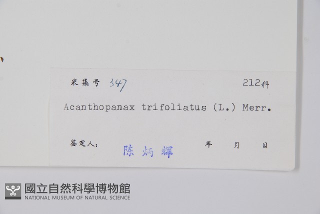 三葉五加、三加皮藏品圖，第2張