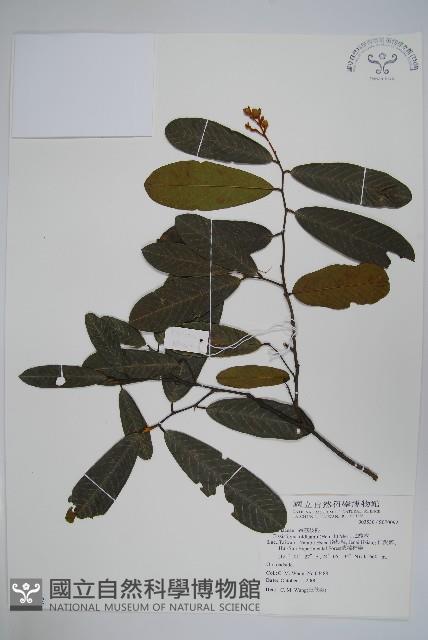 瓜馥木藏品圖，第1張