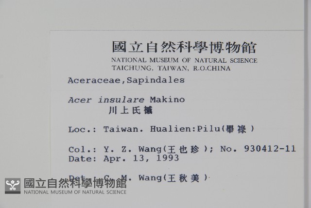 大屯尖葉槭, 川上氏槭藏品圖，第2張