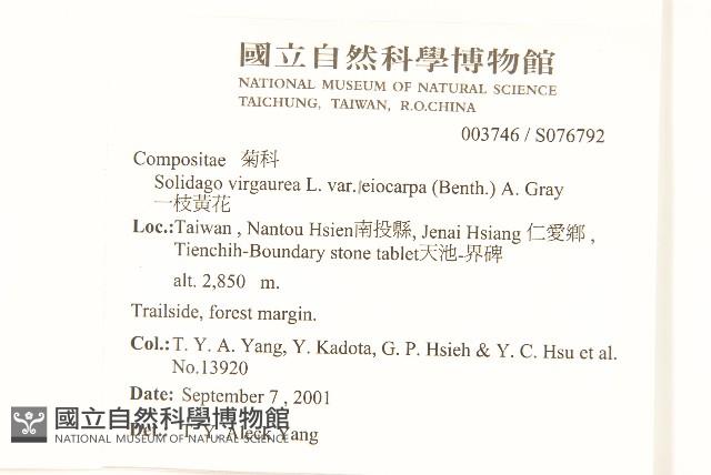 一枝黃花藏品圖，第2張