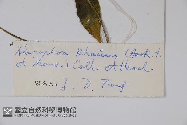 雲南沙參藏品圖，第2張